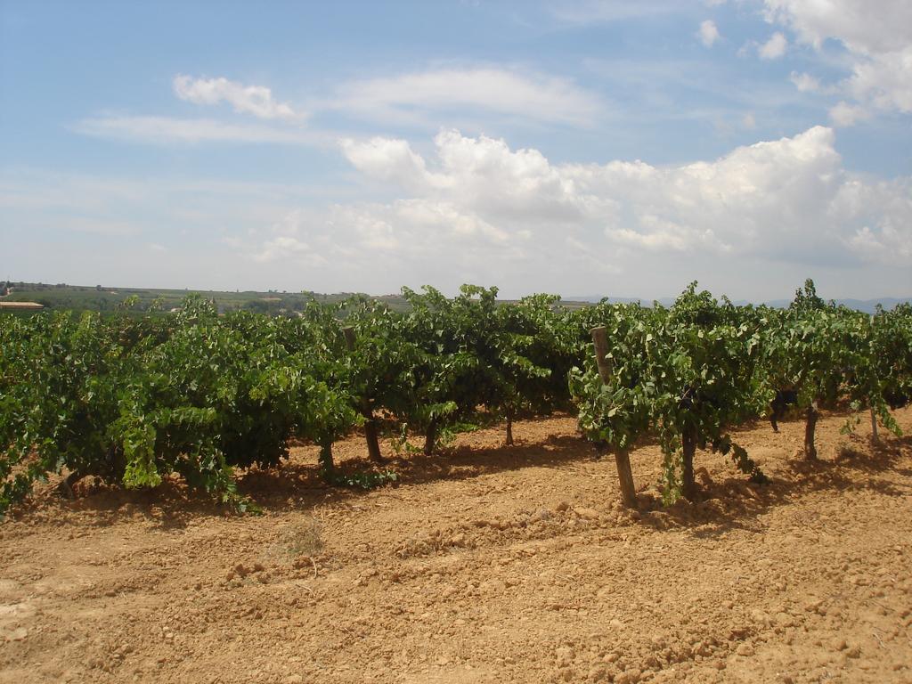 Agroturisme Cal Jeroni Avinyonet del Penedes Eksteriør bilde